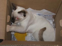 more kittens